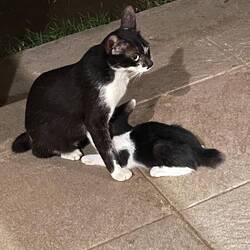 Short tails are a genetic mutation that are rampant here