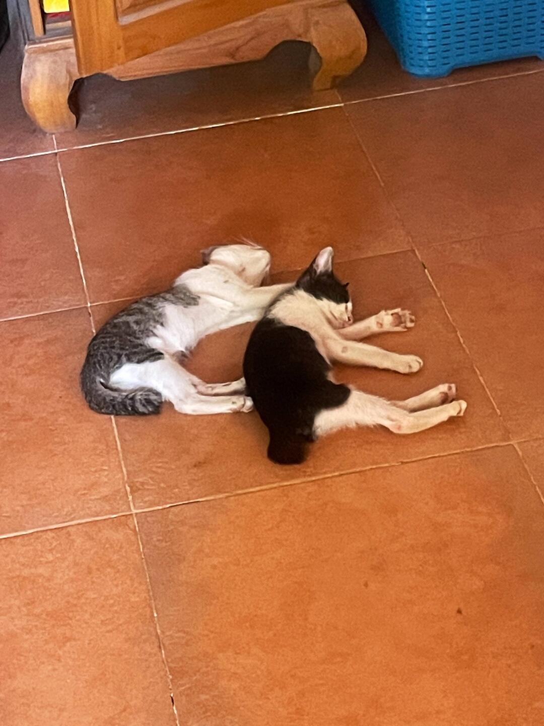 Milk coma