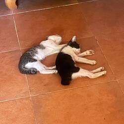 Milk coma