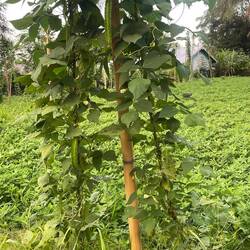 We ate these but still don't know what they are