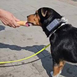 Pelle mag auch dänisches Softeis!