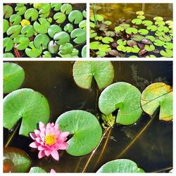 Finde den Frosch 🐸