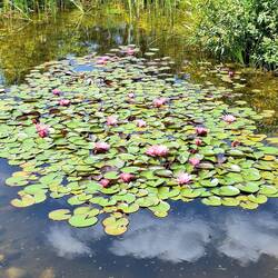 Seerosen im Teich