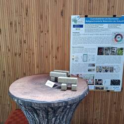 Cyanobakterien als Baumeister der Zukunft, ein interessanter Ansatz