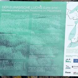 Infos zum Luchs