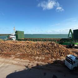Holzverlad am Hafen