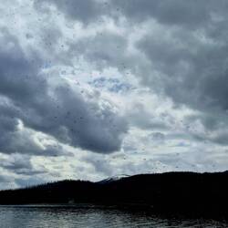 Heureusement ce sont juste des mouches...