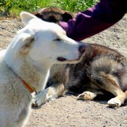 Ob mich jemand streicheln kommt