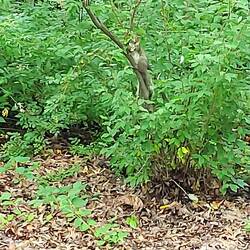 Eichhörnchen 1