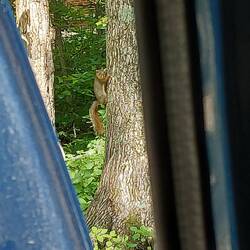 Eichhörnchen 2