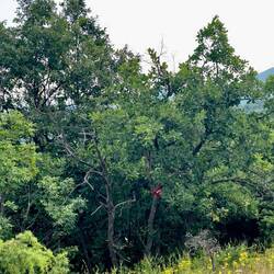 Minen. Besser auf der Straße bleiben.