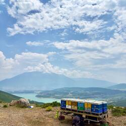 Biene Kästen sehen wir übrigens überall