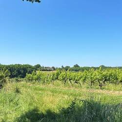 The beautiful vineyard