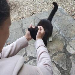 On a le droit à pleins de câlins du petit chat