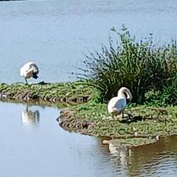 Die Jungen schwer unter dem rechten Schwan zu erkennen