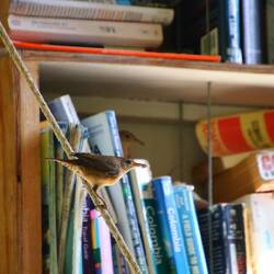 Southern House Wren füttert ihre Jungen – das Nest ist in dem Bücherregal versteckt.