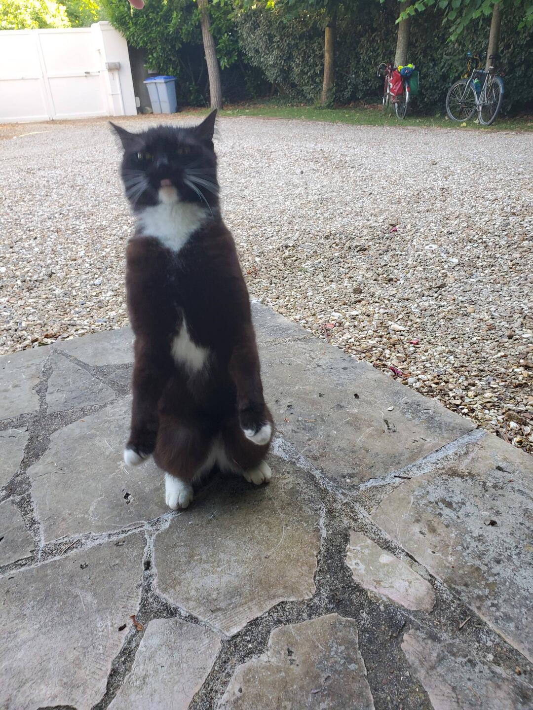 Acceuillies par un chat en costume