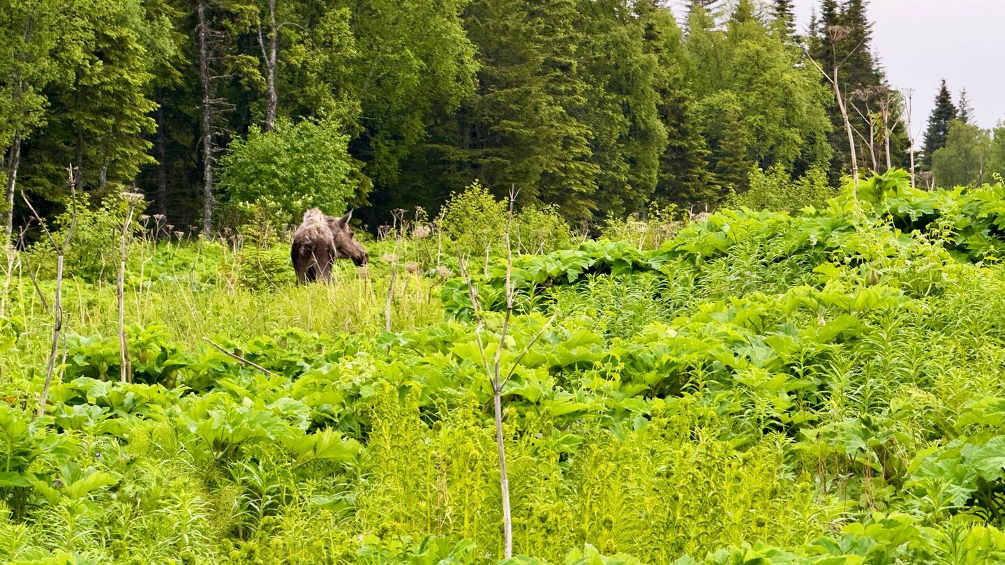 Ich glaub mich knutscht ein Elch