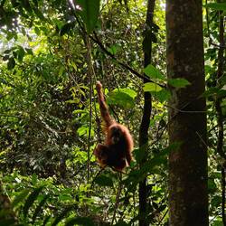 Orang Utan