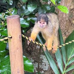 Squirrel Monkey