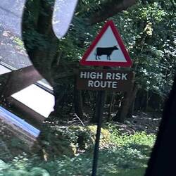 Yes, animals roam freeeeee