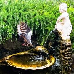 Landeanflug an der Tränke, unsere tierischen Zeitgenossen sind halt auch durstig 😉.