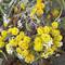 Wildflower gums. Gorgeous