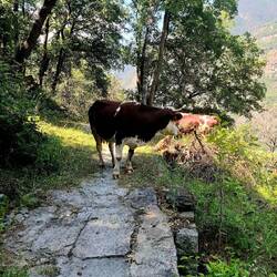 Mijn mentale strijd met een koe.