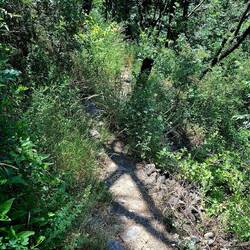 Nogal wat pelgrims maken shortcuts door het dal over asfalt. Het pad zelf raakt soms overgroeid.