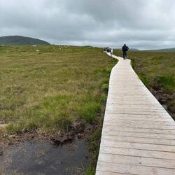 Across the bogs