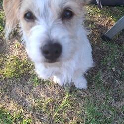 Frieda
