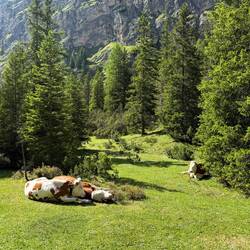 These cows in the valley were living their best life!