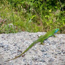 Vorher lag der Smarageidechsenmann mit seiner Dame im Arm da. Sie mochte meine Aufmerksamkeit nicht