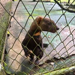 Tayra (Tropisches Wiesel)