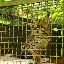 Tigrillo (Nördliche Tigerkatze)