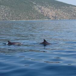 Gestartet mit 🐬🐬-Sichtung