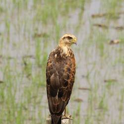 Savanna Hawk