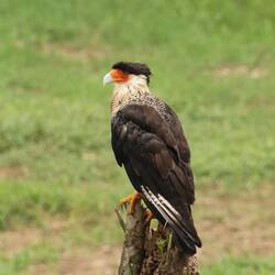Crested Caracara