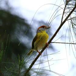 Rufous-browed Peppershrike