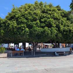Auch, hier wie in fast jedem Ort, ein großer Baum auf dem Dorfplatz
