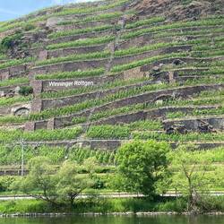 Steile Mosel-Weinlage: Der Winninger Röttgen