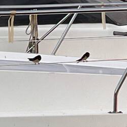 Schwalbenkonzert im Hafen