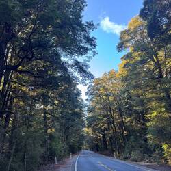 Nothing but trees for miles