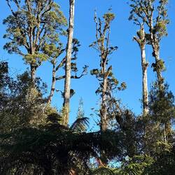 Tall towering ancient kahikatea