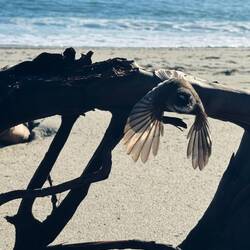 Fantails never stop moving