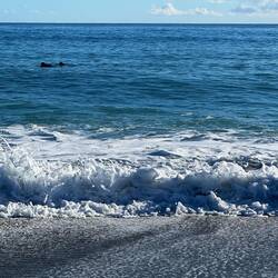 On Ship Creek beach: you can just see a pair of Hector's Dolphins dorsal fins