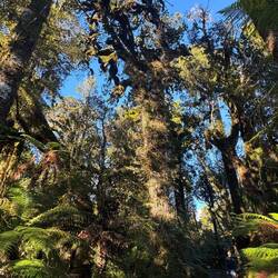 You can just see Lilz bottom right - still doesn't give a sense of towering height of these giants