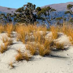 Golden sedge, and kahikatea peeking above