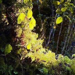 All shapes and textures of greenery everywhere you looked