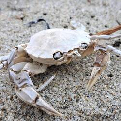 Der hat coole Augen 😅